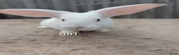 Continental Giant rabbits for sale: Continental giant rabbits 7 weeks old  in Milford Haven - Advert 6