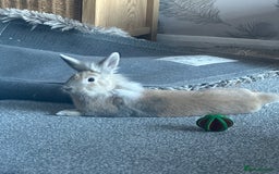 Lionhead rabbits for sale: Male rabbit for sale  - Image 2