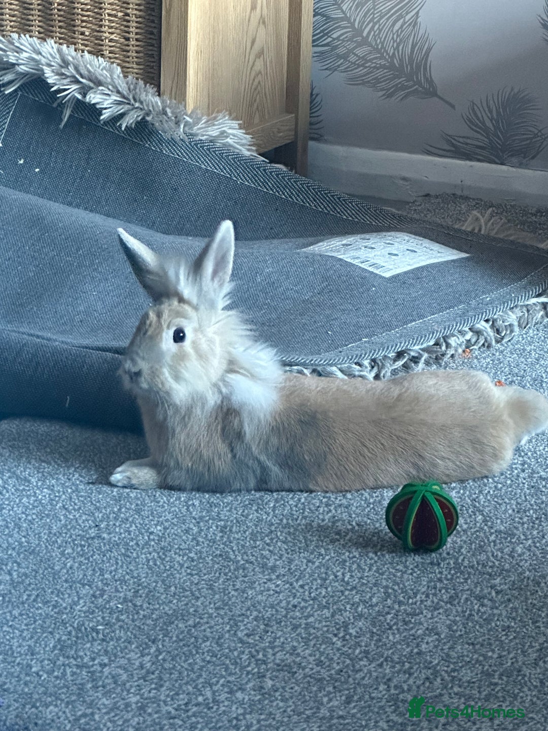 Lionhead rabbits for sale: Male rabbit for sale  - Image 2
