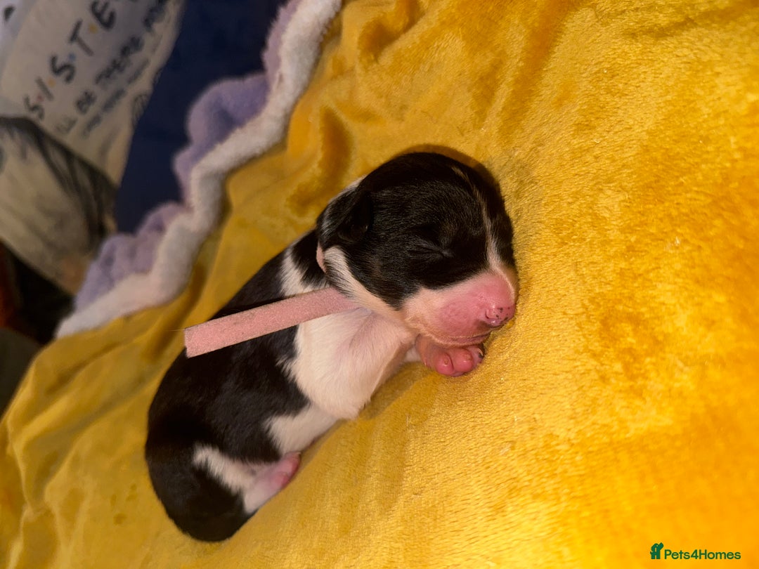 Border Collie dogs for sale: 7 beautiful border collie pups  - Advert 18