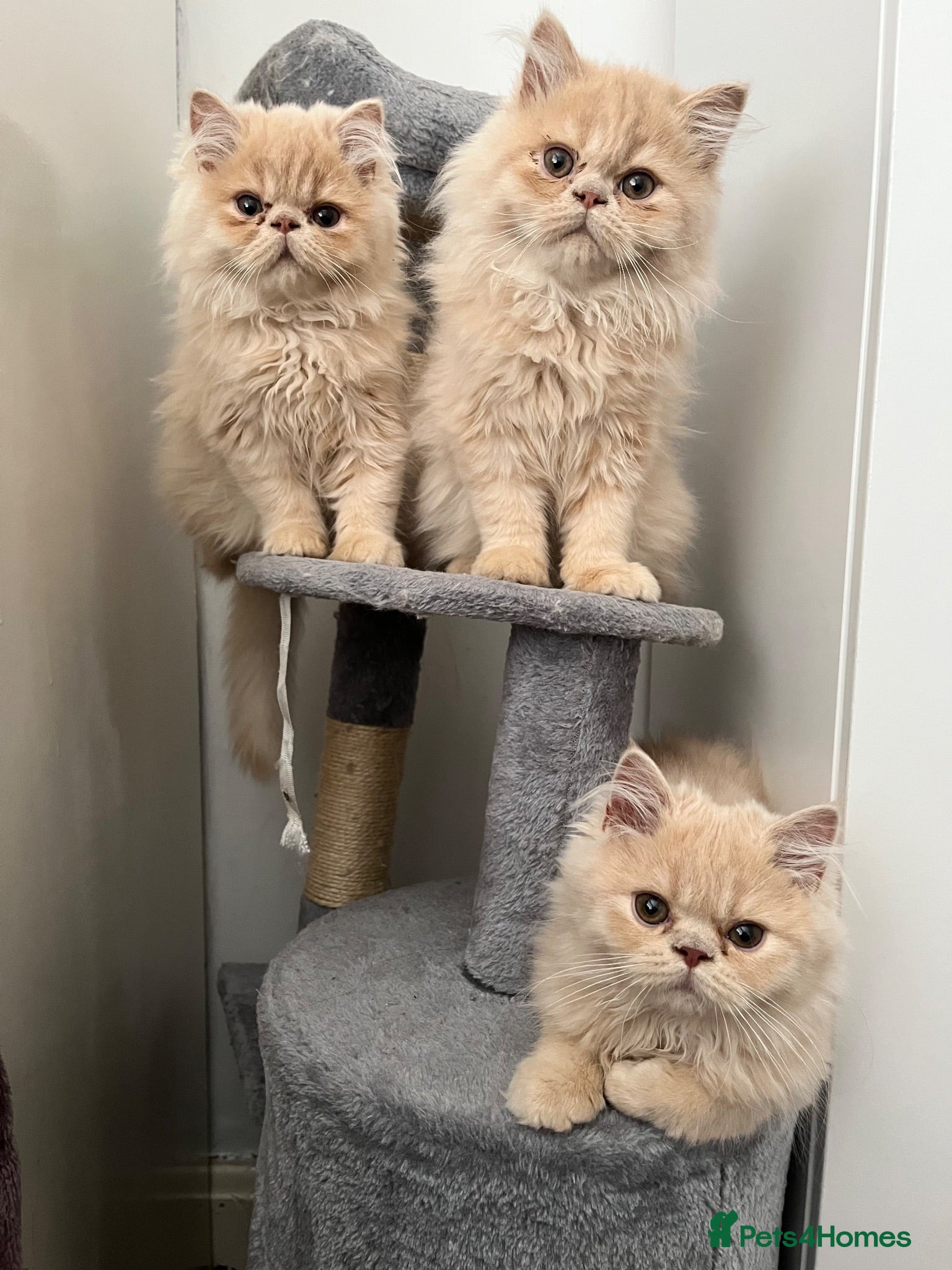 Persian cats 🐾 Persian Kittens for Sale 🐾 - Advert 19