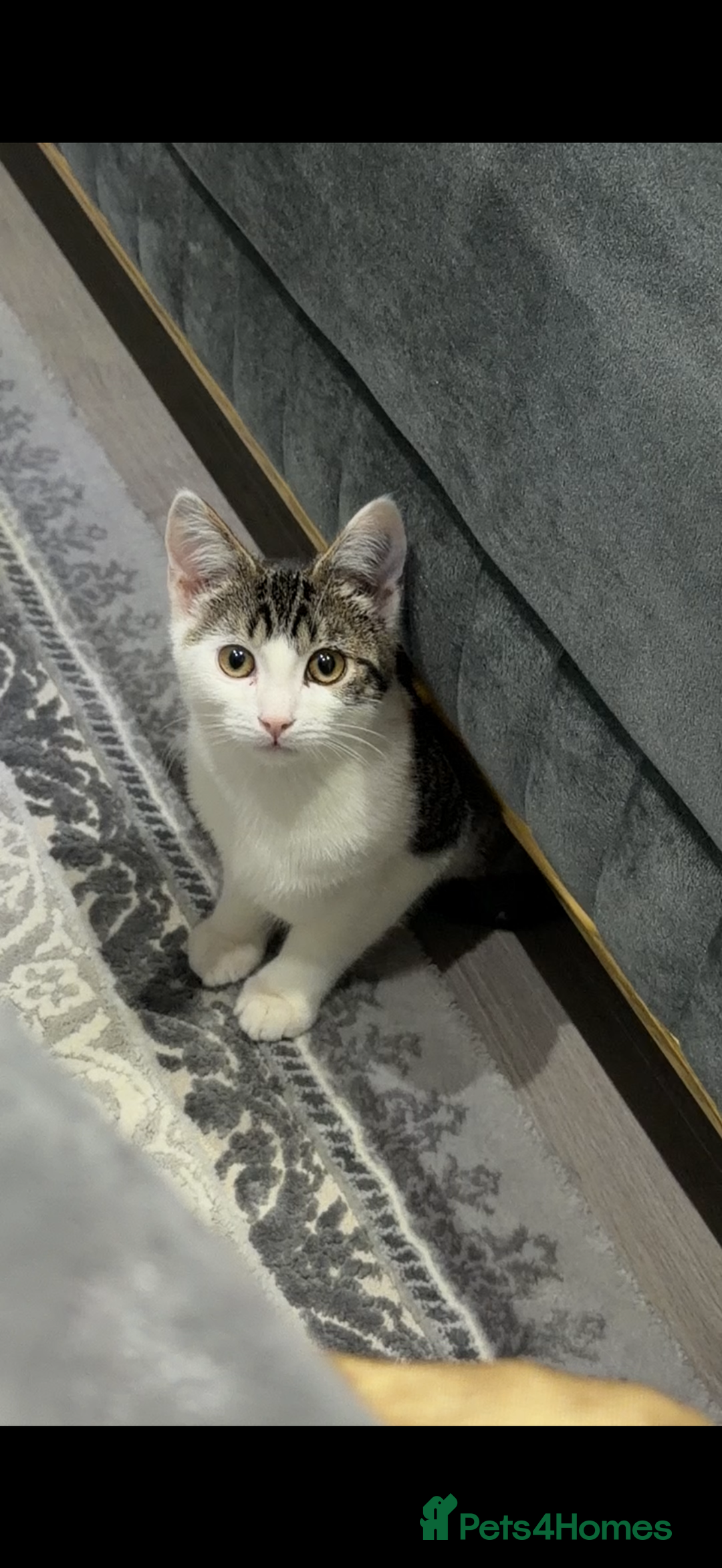 Bengal cats for sale: Bengal Mix - Advert 2