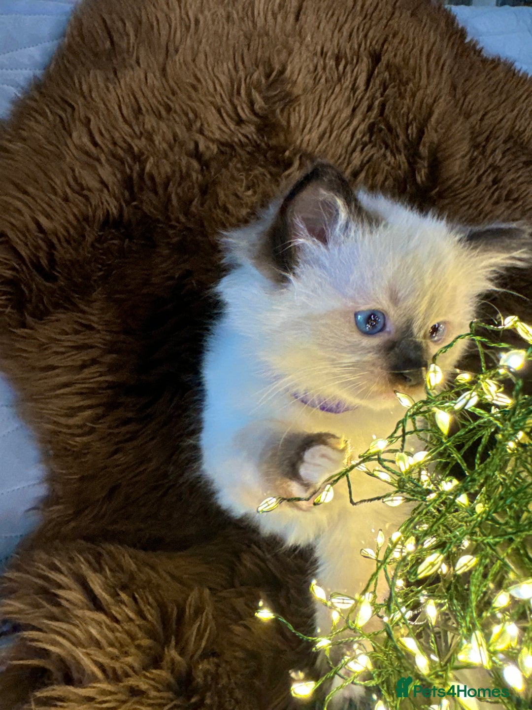 Ragdoll cats for sale: GCCF Sealpoint Mitted/Blue Lynx Ragdoll kittens - Image 18