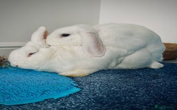 Mini Lop rabbits for sale: Mini lop rabbits  - Image 4