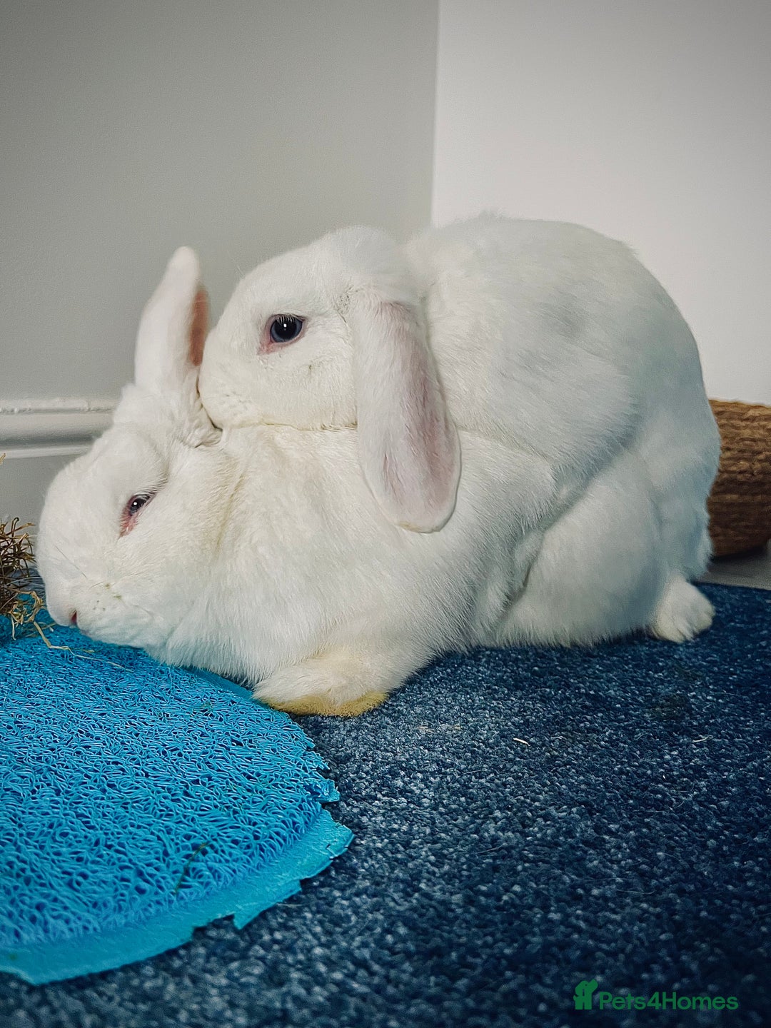 Mini Lop rabbits for sale: Mini lop rabbits  - Image 4