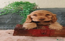 Cocker Spaniel dogs for sale: 🔥LAST TWO BOYS LEFT!🔥 KC SHOW COCKER SPANIEL  - Image 7
