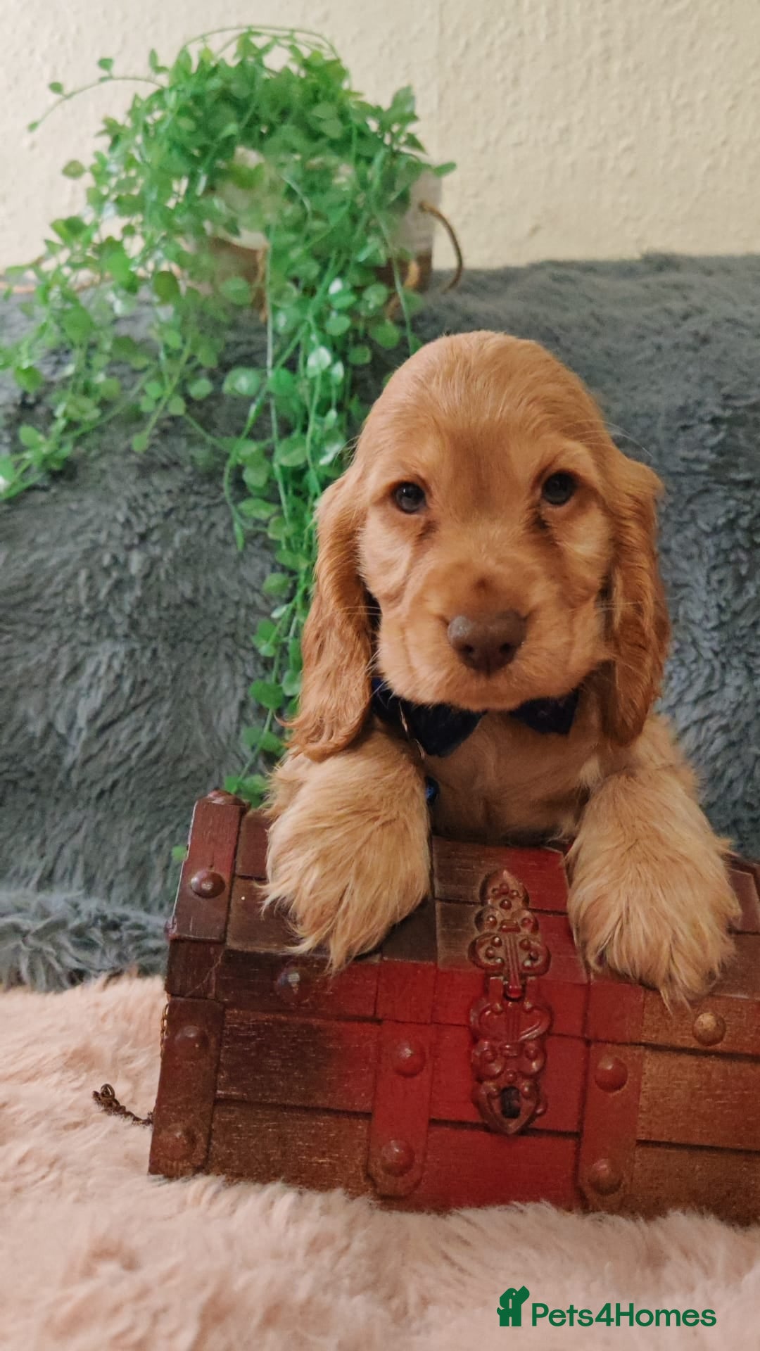 Cocker Spaniel dogs for sale: 🔥LAST TWO BOYS LEFT!🔥 KC SHOW COCKER SPANIEL  - Image 7