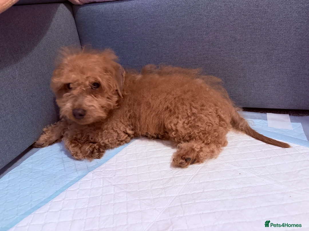 Cavapoo dogs for sale: Cavapoo Puppy – 12 Weeks Old – £1000 in Ware - Advert 2