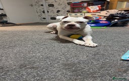 Mixed Breed dogs for sale: Staffordshire bull terrier x  - Image 1