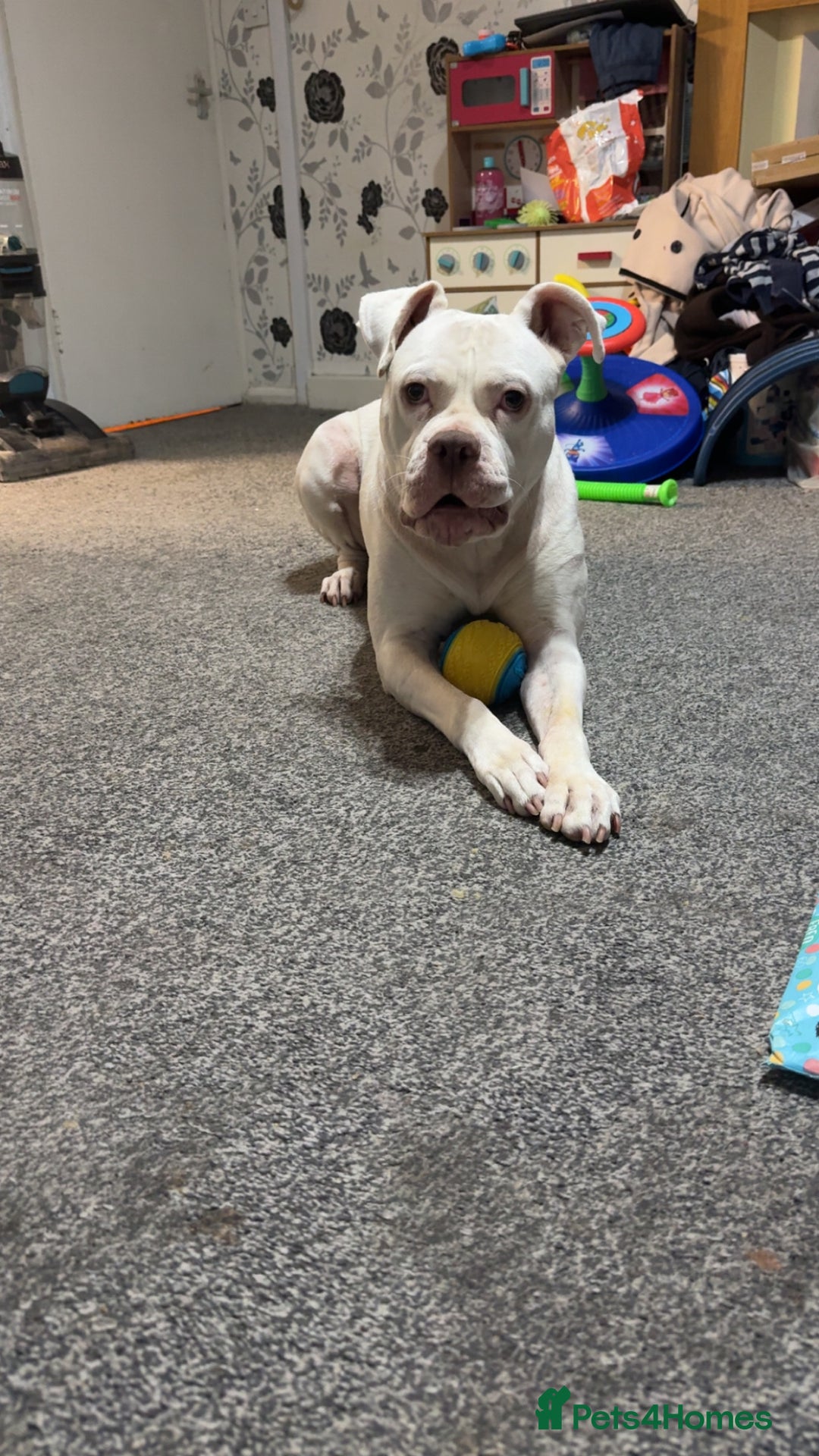Mixed Breed dogs for sale: Staffordshire bull terrier x  - Image 1