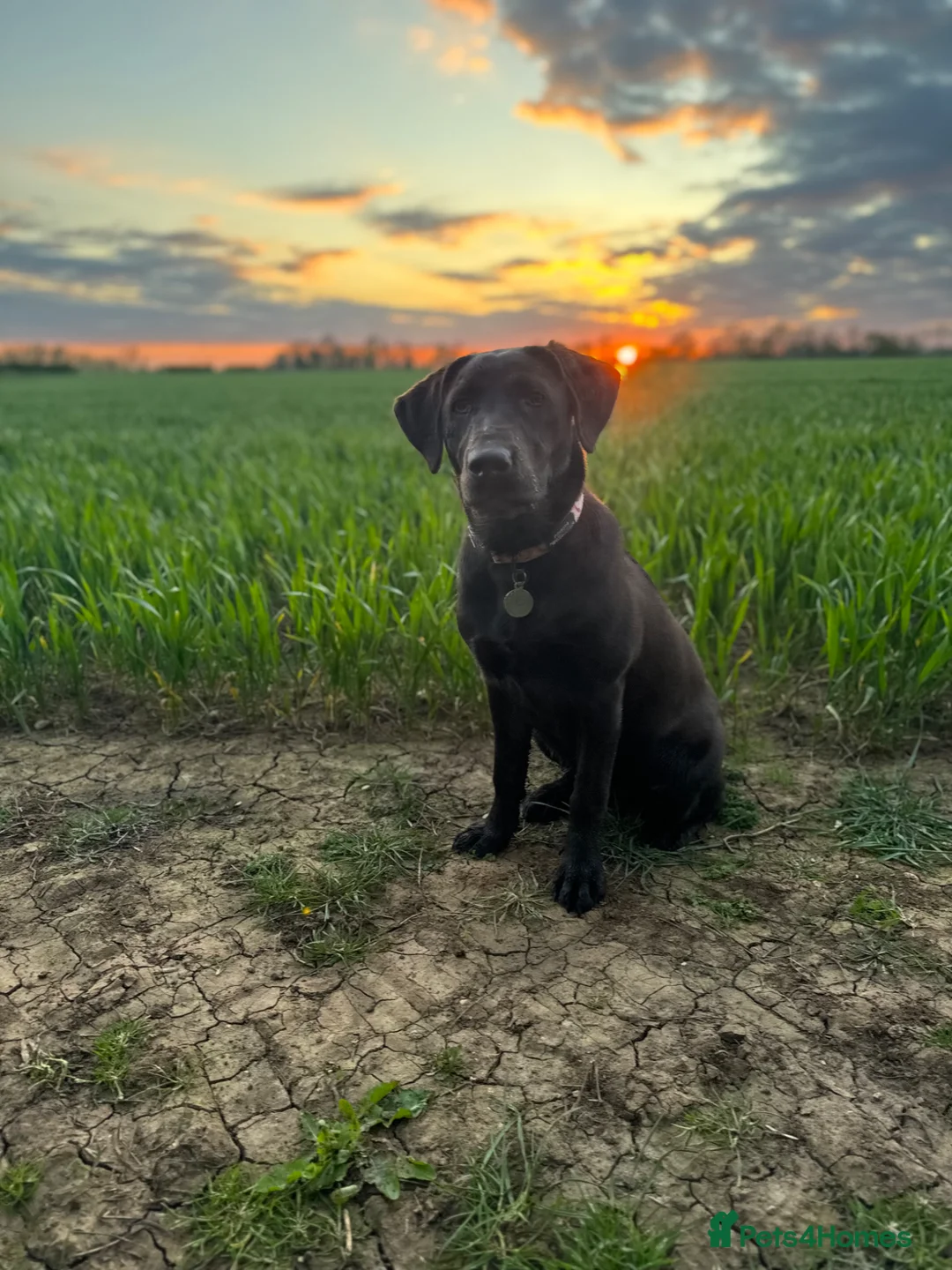 Labrador Retriever dogs for sale: Pedigree Bitch Chocolate Labrador aged 2 in Bicester - Advert 1