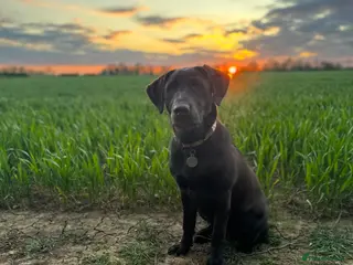 Labrador Retriever dogs Pedigree Bitch Chocolate Labrador aged 2 - Advert 3