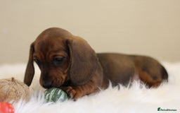 Miniature Dachshund dogs for sale: One Boy Ready now KC Reg, Champion Sired  - Image 16