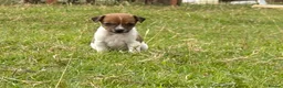Jack Russell dogs for sale: Jack Russell Dog pup - Advert 3