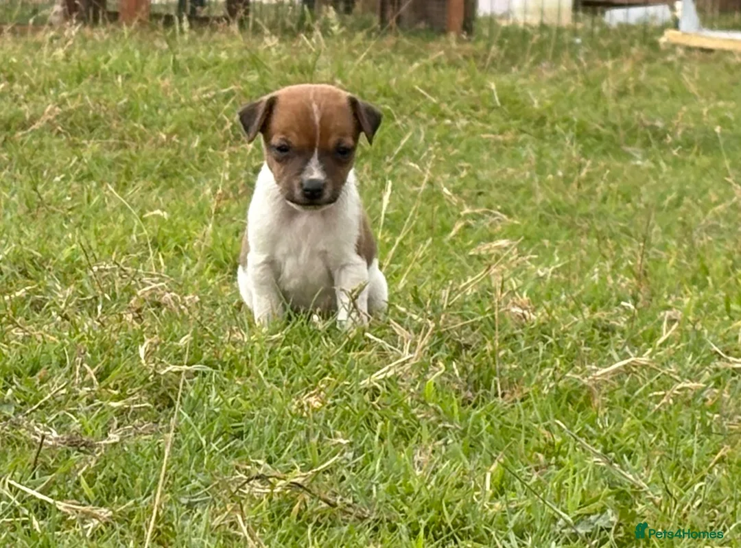 Jack Russell dogs for sale: Jack Russell Dog pup - Advert 3