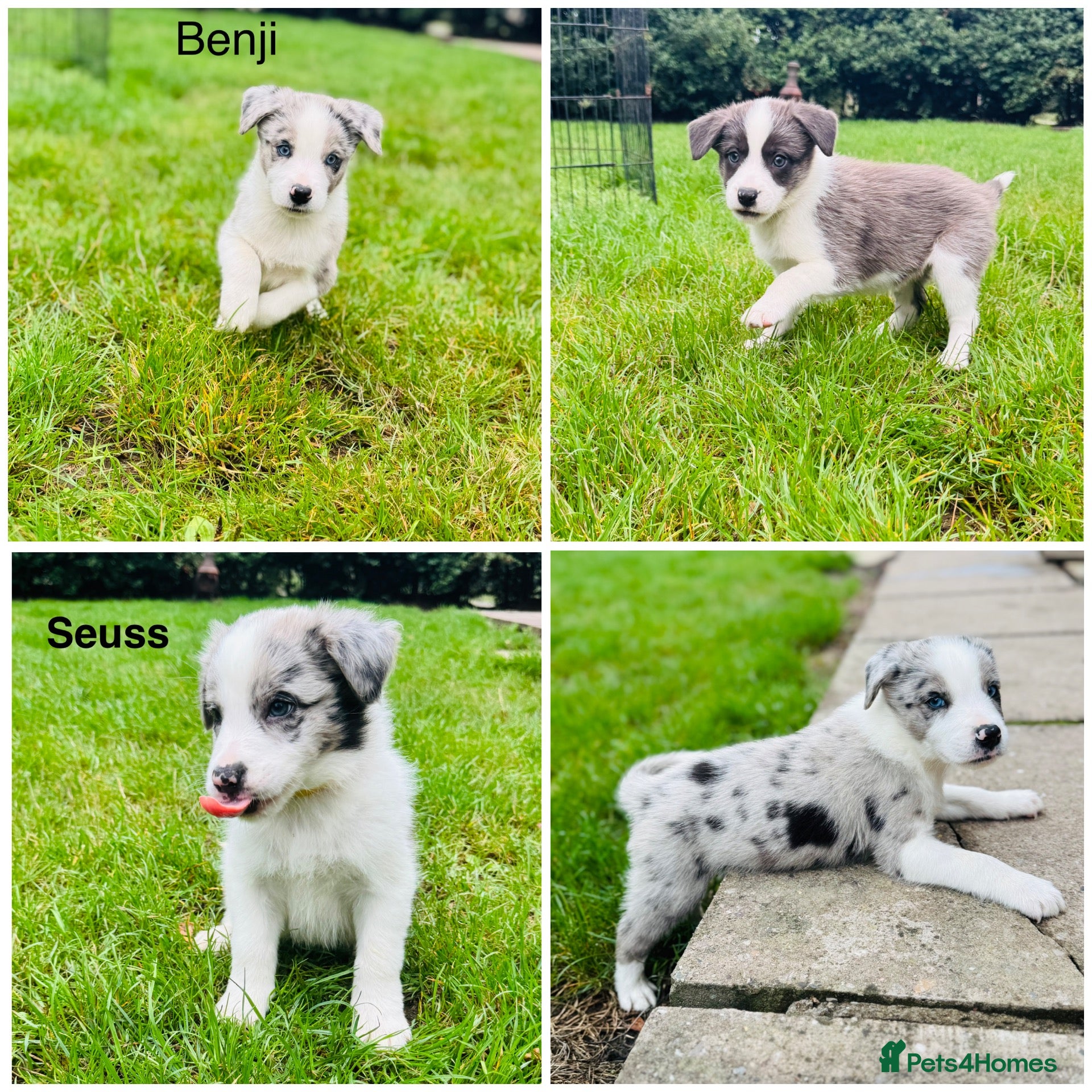 Border Collie dogs Pure Bred Border Collie Puppies For Sale - Advert 1