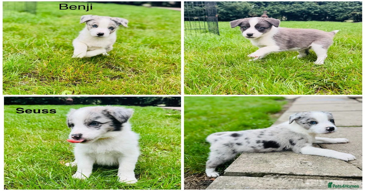 border-collie-puppies-for-sale-pets4homes