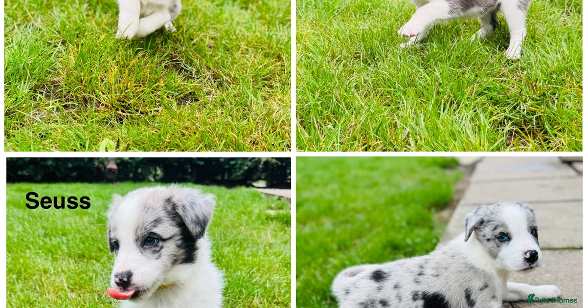 Border Collie Puppies For Sale Pets4Homes border-collie-puppies-for-sale-pets4homes