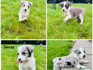 Offset Border Border collie puppies Puppies for sale | Pets4Homes