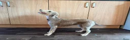 Bedlington Terrier dogs for sale: Bedlington terrier puppy CT Clear - Advert 8