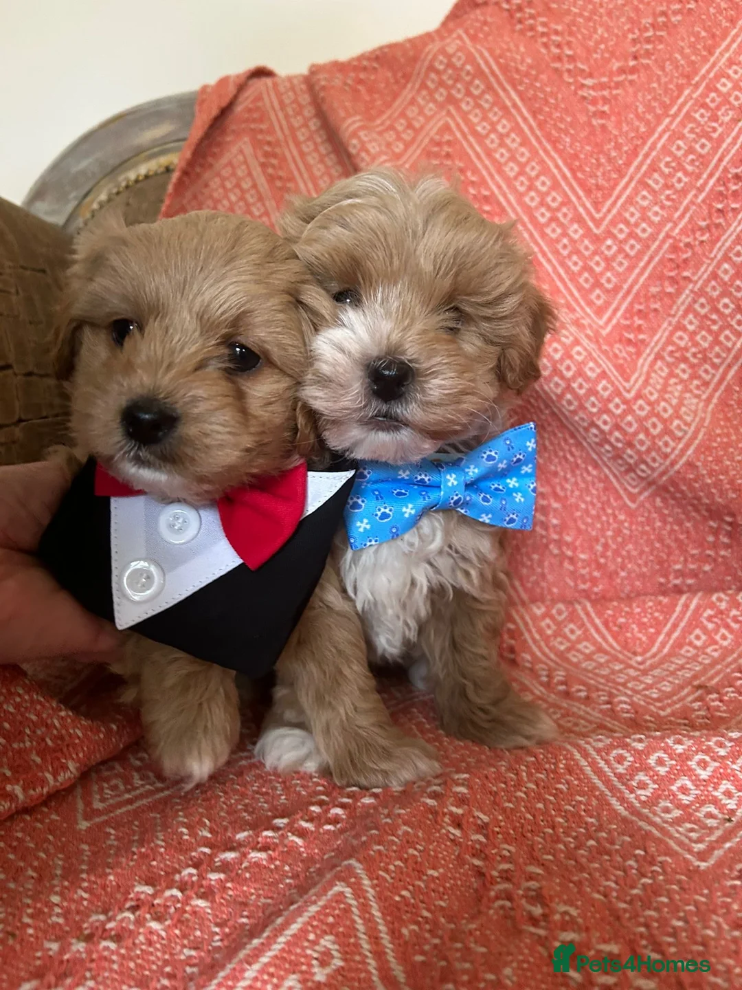 Maltipoo dogs for sale: Well bred maltipoo’s in Mansfield - Advert 16