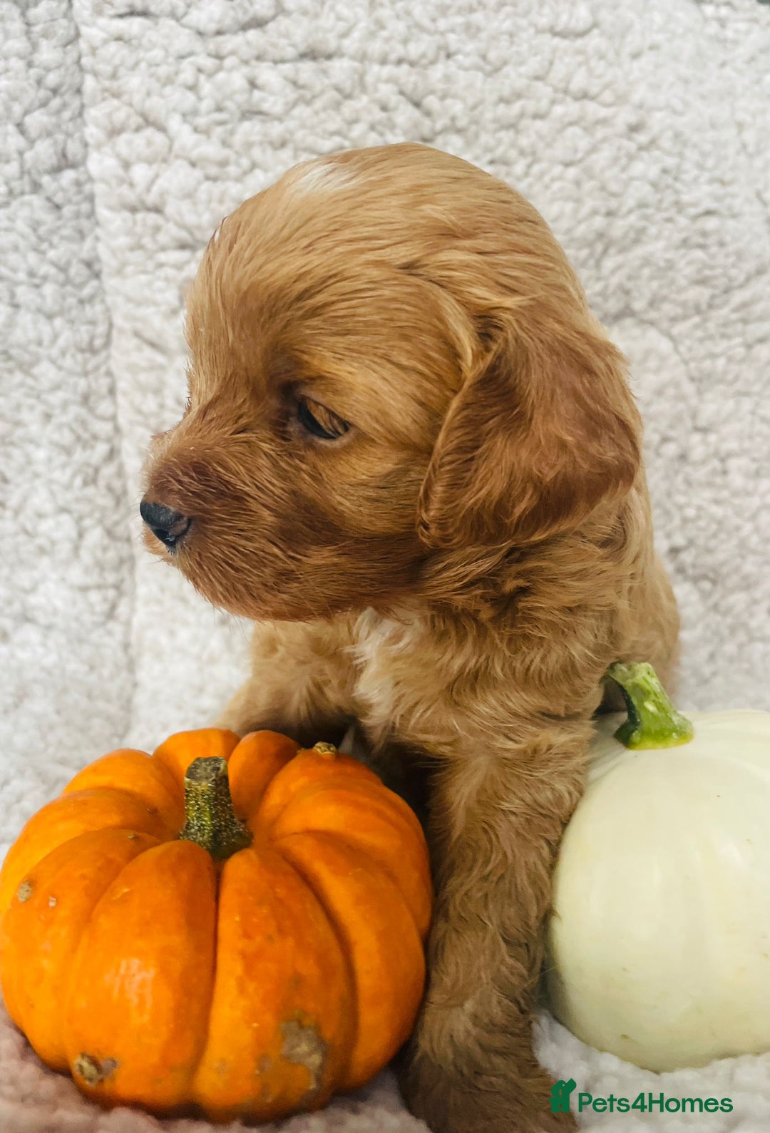 Cavapoo dogs for sale: Beautiful Cavapoo Puppies  - Image 2