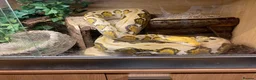 Python Snake reptiles for sale: Retic for sale in Walton on the Naze - Advert 3