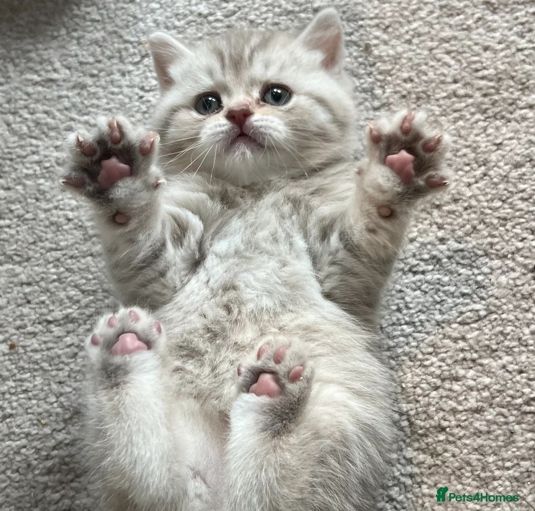 British Shorthair cats for sale: Chocolate spotted very rare kittens 🐱  - Advert 10