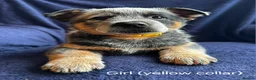 Australian Cattle Dog dogs for sale: Now reduced! Stunning cattle dogs! - Advert 13