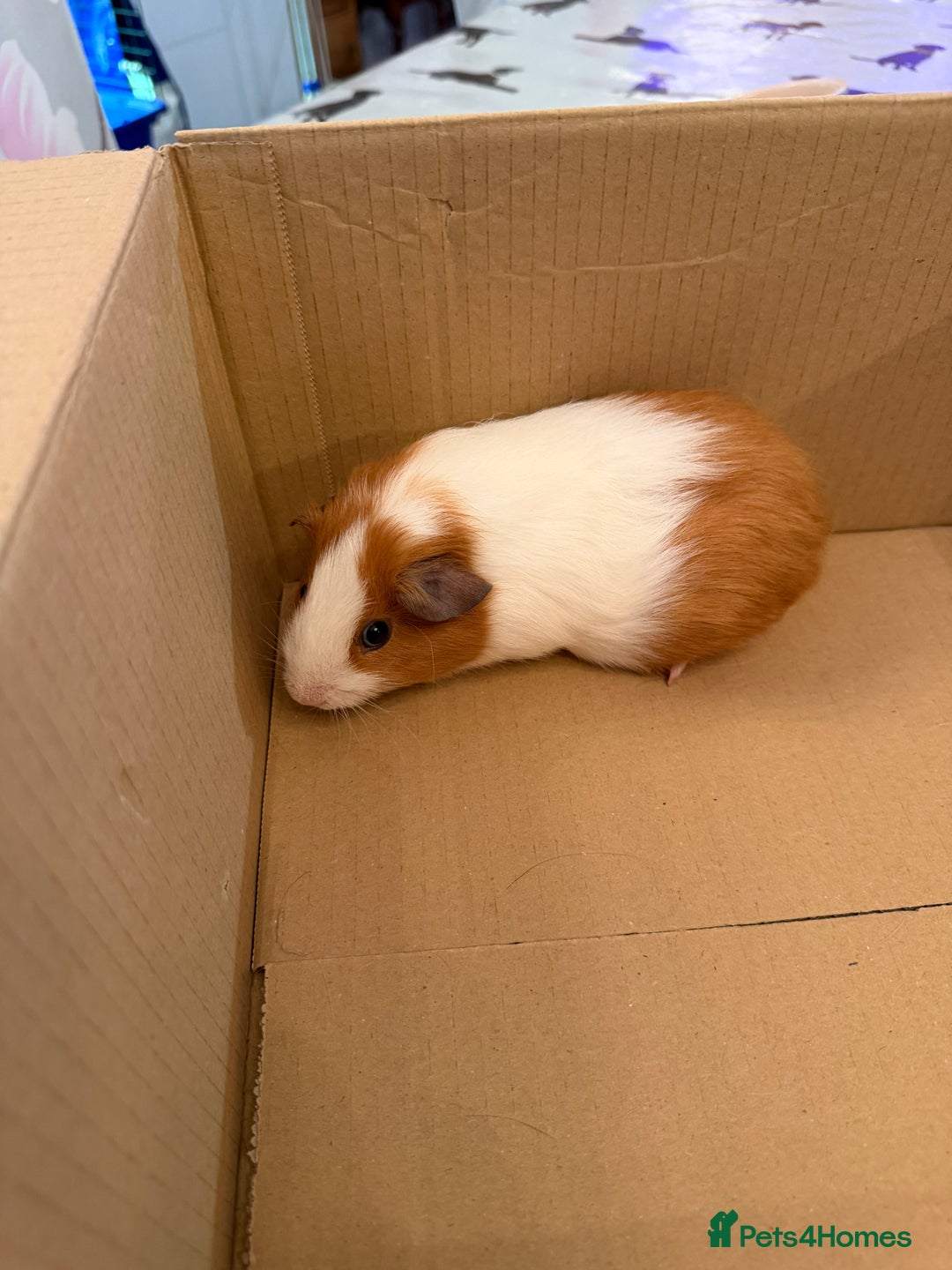 Guinea Pig rodents for sale: Gorgeous guinea pigs for sale - Advert 3