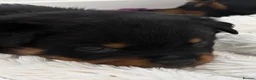 Rottweiler dogs for sale: Beautiful litter of Rottweiler puppies  - Advert 5