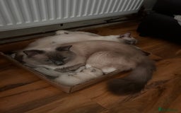 Ragdoll cats for sale: Beautiful pure ragdoll kittens  - Image 12