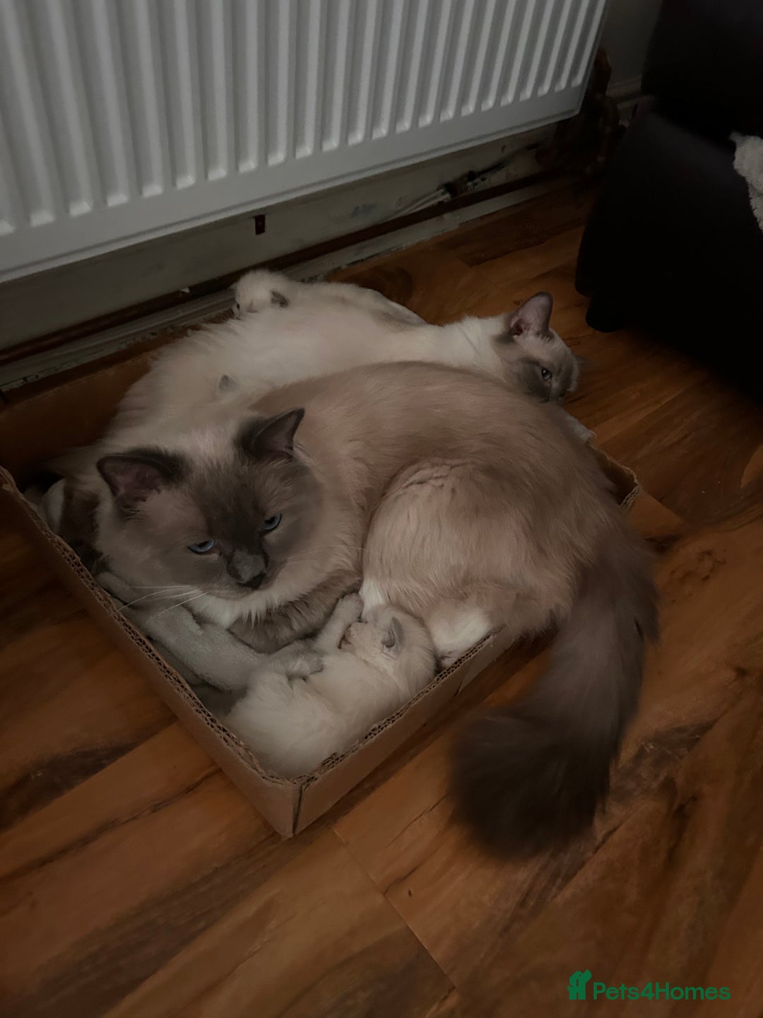 Ragdoll cats for sale: Beautiful pure ragdoll kittens  - Image 12