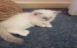 Ragdoll cats for sale: Beautiful Ragdoll Kittens - Image 25