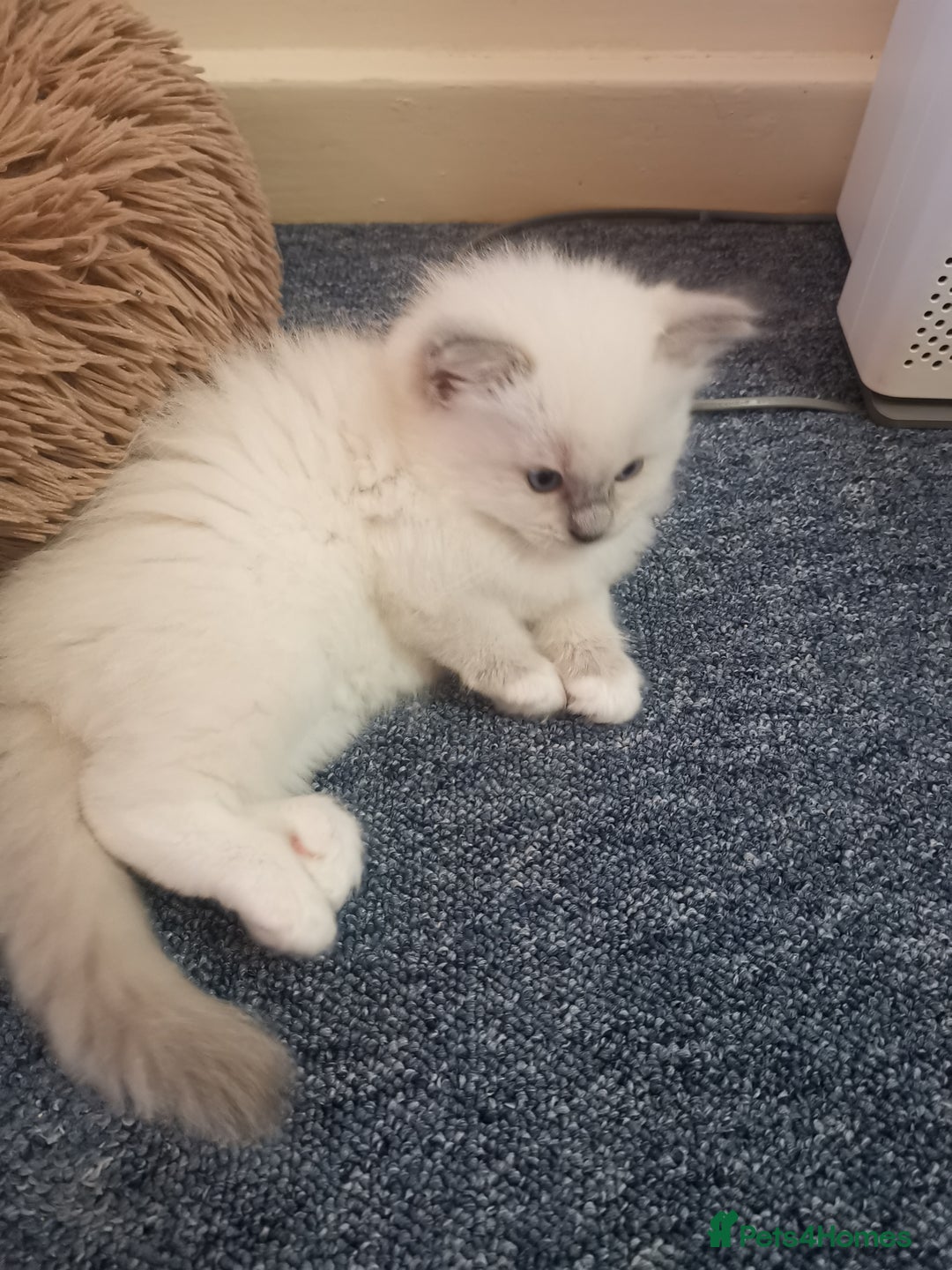 Ragdoll cats for sale: Beautiful Ragdoll Kittens - Image 25