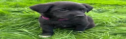 Mixed Breed dogs for sale: HUNTADOR PUPPIES READY FOR THEIR NEW HOMES!  - Advert 18