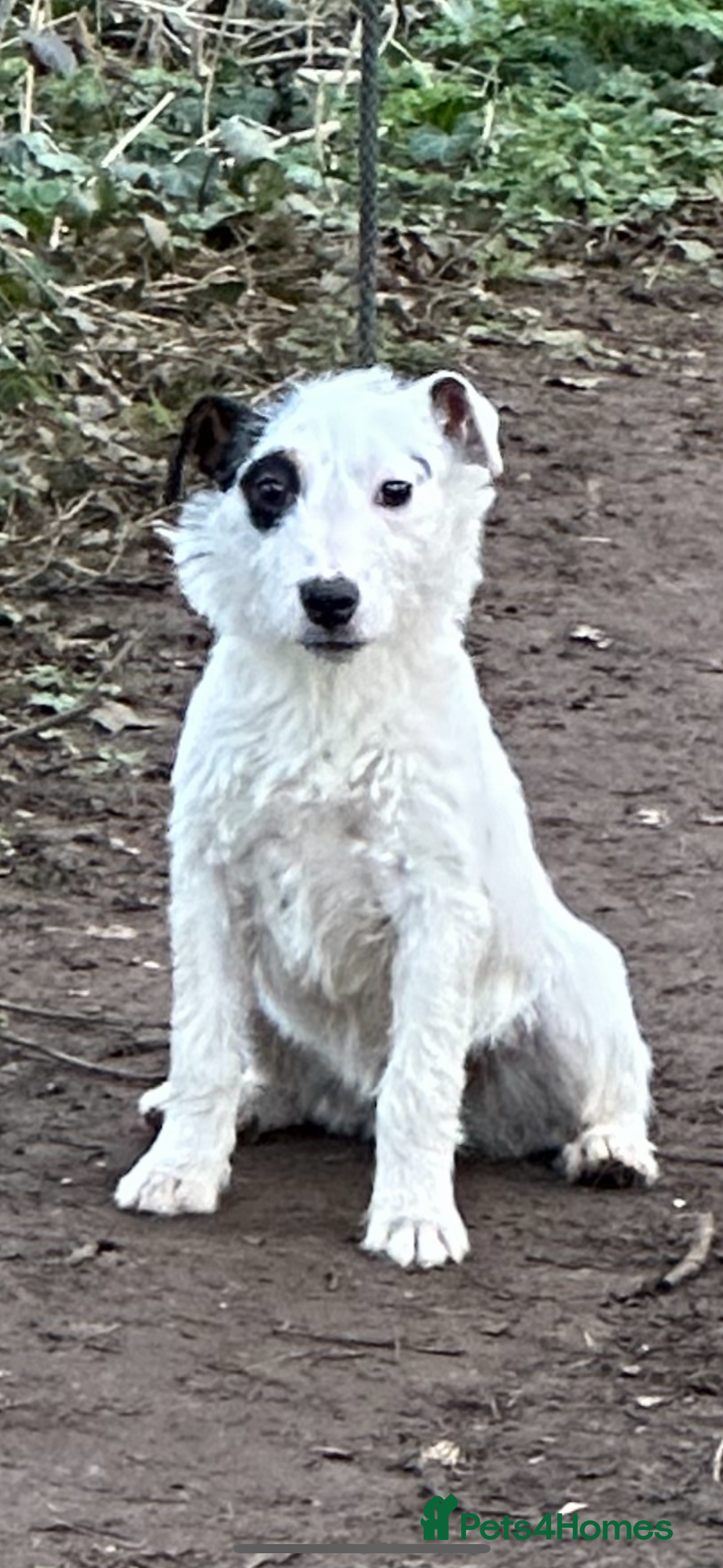 Jack Russell dogs for sale: Jack Russell puppies  - Advert 9