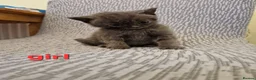 British Shorthair cats for sale: British shorthair kittens  in Crewe - Advert 7