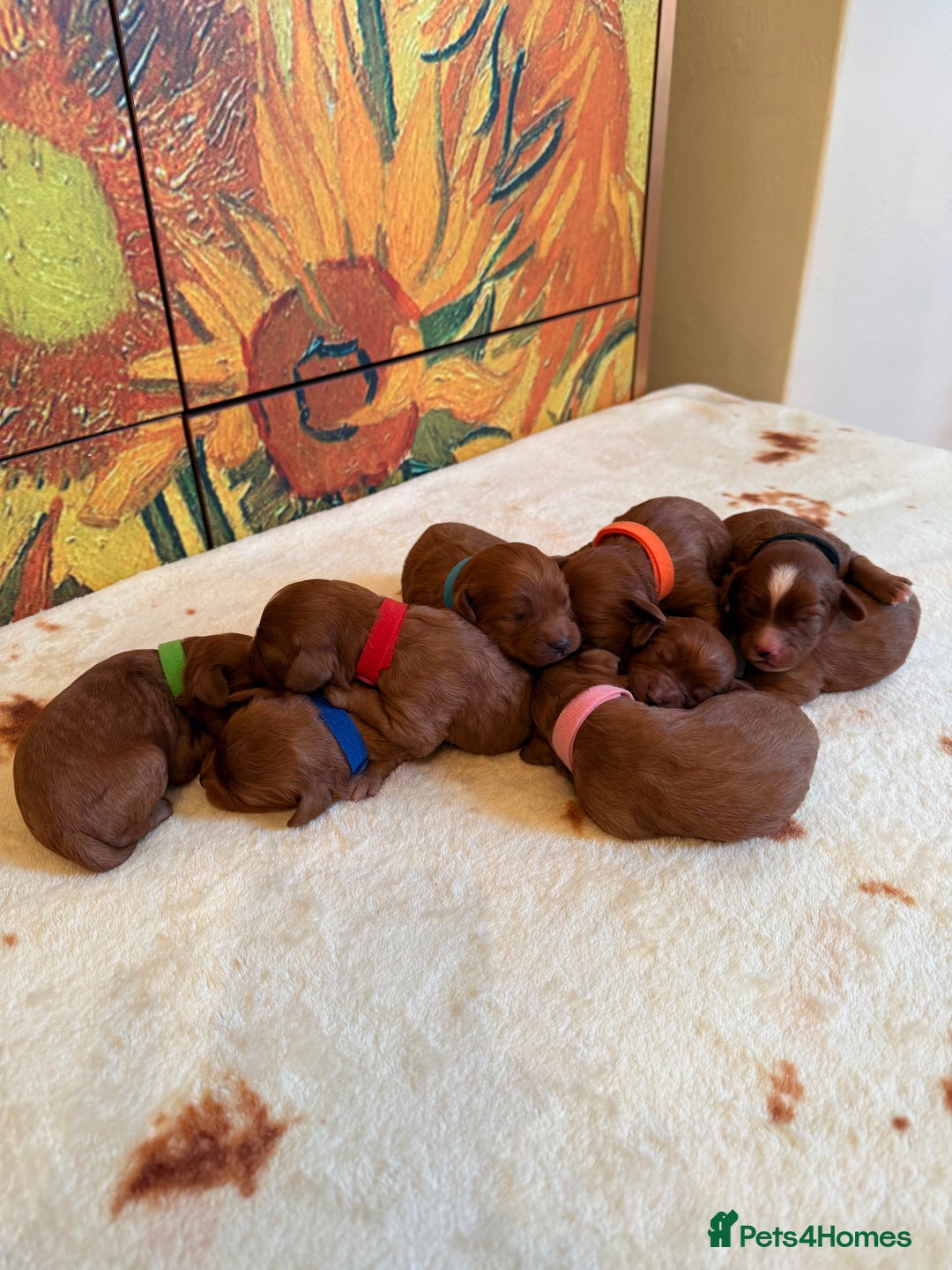 Cavapoo dogs for sale: *Stunning Ruby Red F1 Cavapoo Puppies For Sale* - Advert 15