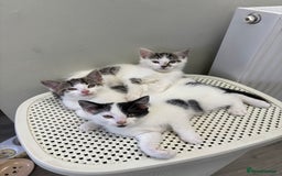 Domestic Shorthair cats for sale: 3 kittens kittens  - Image 3
