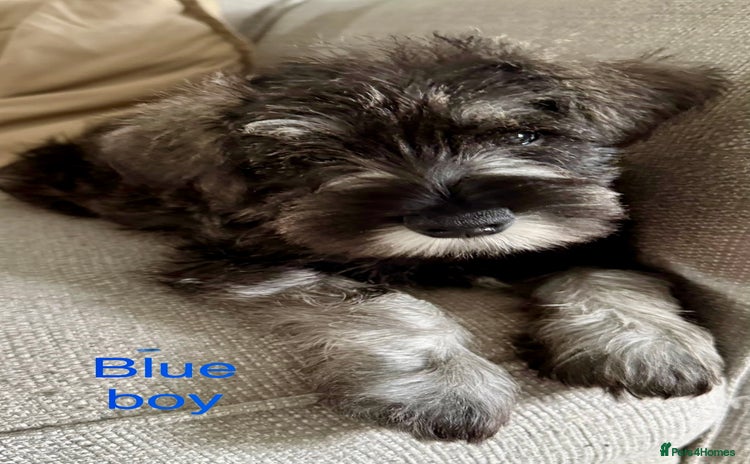 Miniature Schnauzer dogs - Advert 1