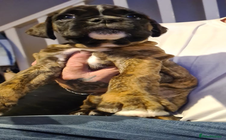 Boxer dogs - Advert 4