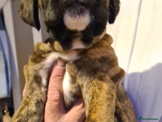 Boxer dogs - Advert 3