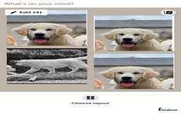 Golden Retriever dogs for sale: Superb KC Golden Retriever show type - Image 3