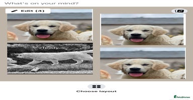Golden Retriever dogs - Advert 2