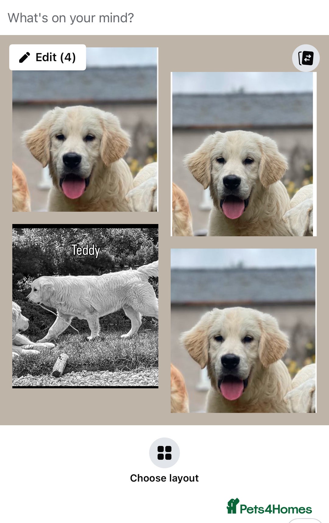 Golden Retriever dogs for sale: Superb KC Golden Retriever show type - Image 3