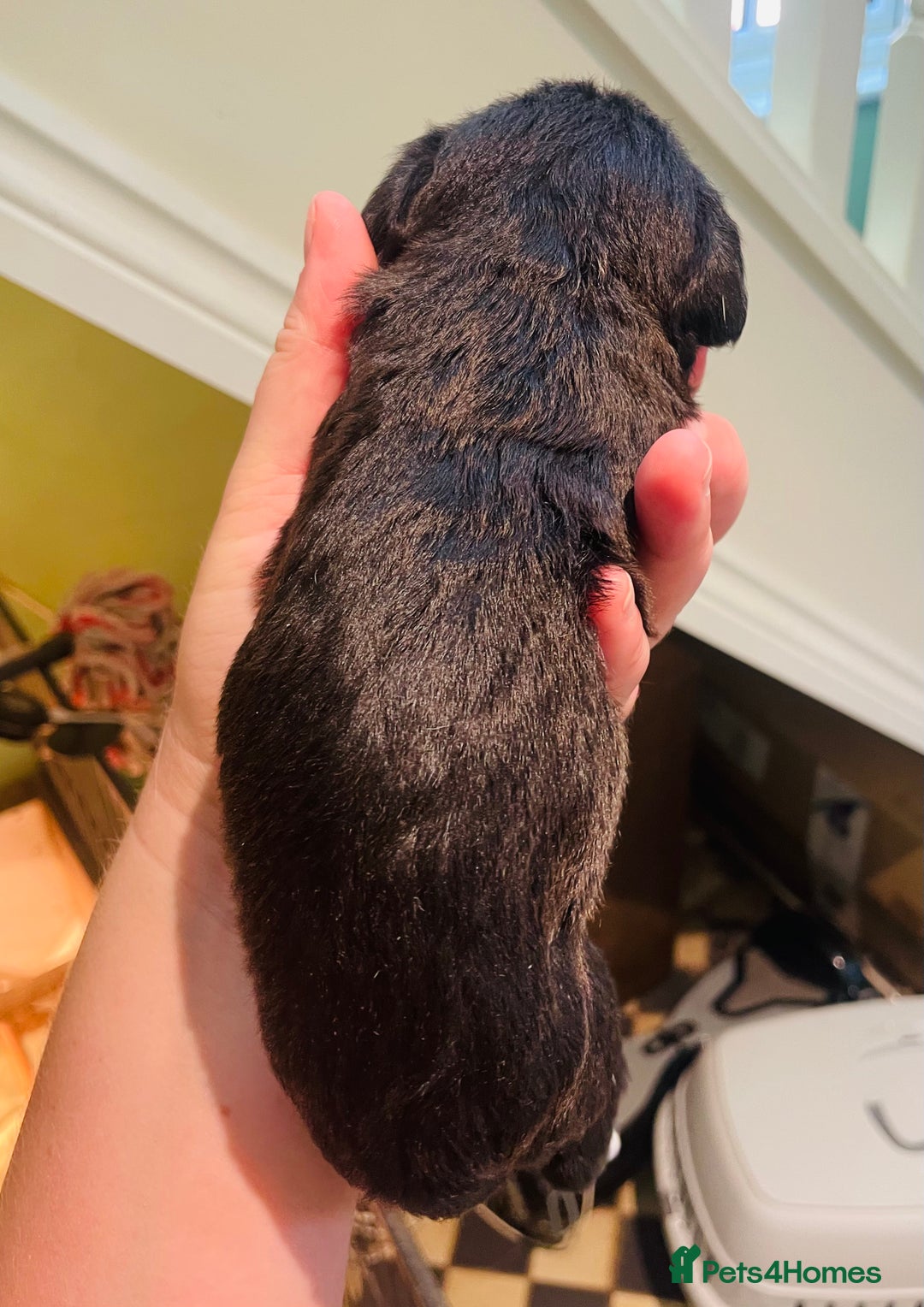 Mixed Breed dogs for sale: Jackapoo puppies for sale - Image 8