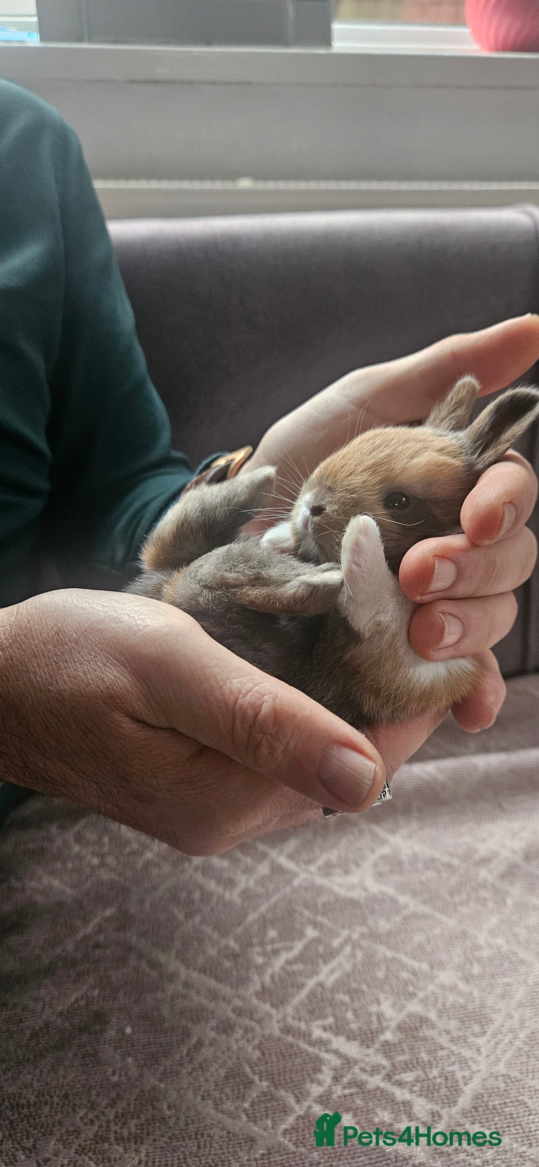 Tri Coloured Dutch rabbits for sale: They are 22 days old and mix Dutch and Rex  - Advert 19