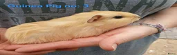Guinea Pig rodents for sale: Cute 6 week old male guinea pigs - ginnywiggles - Advert 5
