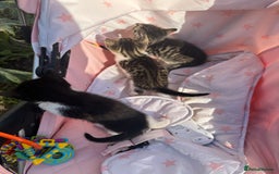 Toybob cats for sale: 3 kittens  - Image 4
